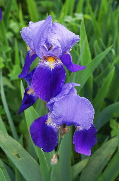 Iris Bleu Clair Dans Jardin — Photo