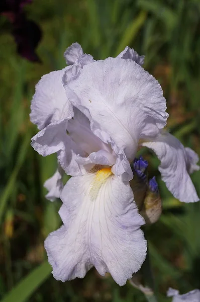 Iris Putih Dengan Nuansa Biru Muda — Stok Foto