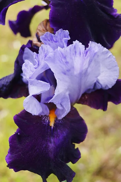 Iris Biru Dan Ungu Muda — Stok Foto