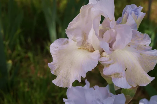 Roze Iris Met Paarse Tinten — Stockfoto