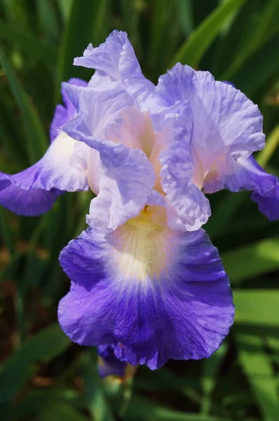 Iris Biru Muda Dengan Nuansa Merah Muda Dan Kuning — Stok Foto