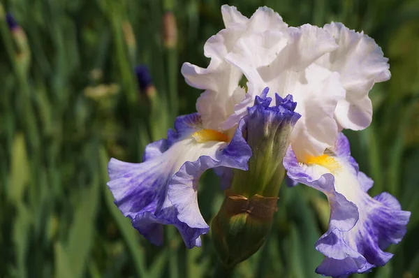 Iris Putih Dengan Nuansa Biru Muda — Stok Foto