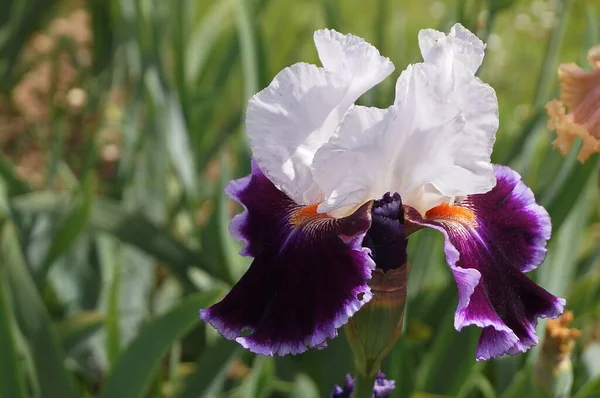 Witte Paarse Iris Een Tuin — Stockfoto