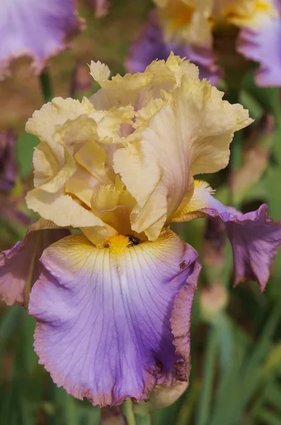 Жовта Райдужка Фіолетовими Відтінками — стокове фото