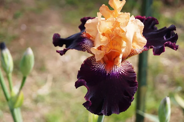 Orange Purple Iris Garden Royalty Free Stock Images