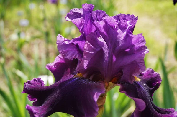 Purple Iris Garden Stock Image