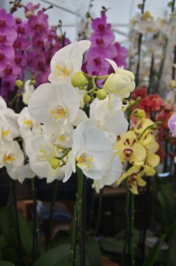 Çeşitli orkide türleri