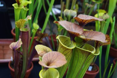 Carnivorous plants of Sarracenia leucophylla clipart