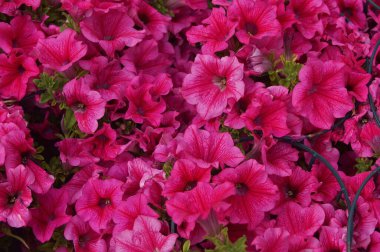 Kırmızı tonlu pembe açelya çiçekleri