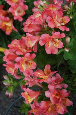 Bahçedeki Alstroemeria çiçekleri