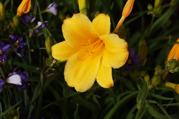 Золота Квітка Лілії Хемерокалліс Ліліасфорель — стокове фото