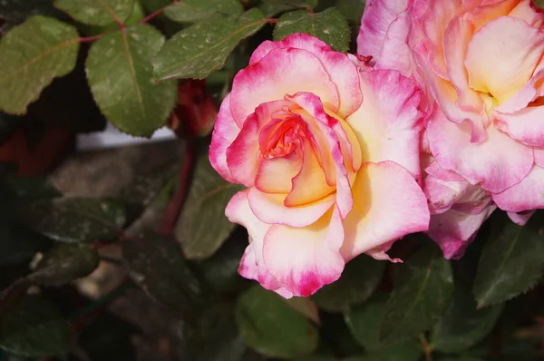 黄色と赤の色合いのピンクのバラの花 — ストック写真