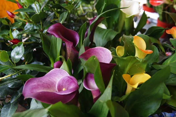 Lírios Calla Multicoloridos Flores Jardim — Fotografia de Stock