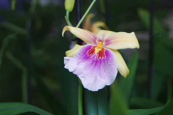 Kwiat Storczyka Ogrodzie Arundina Graminifolia — Zdjęcie stockowe