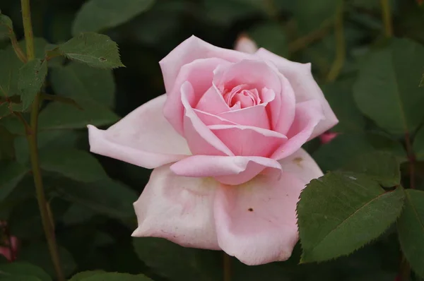 Рожева Квітка Троянди Саду — стокове фото