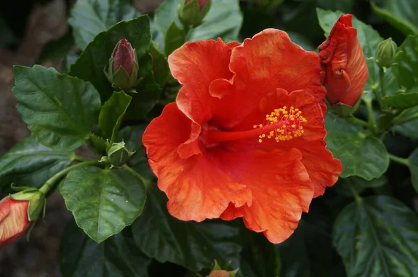Растение Гибискуса Красными Цветами — стоковое фото