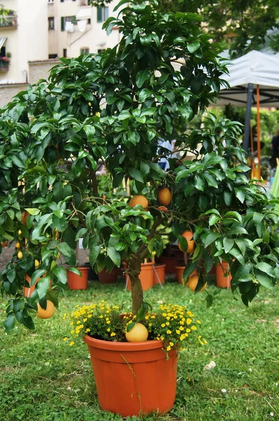Apelsinväxt Trädgård — Stockfoto