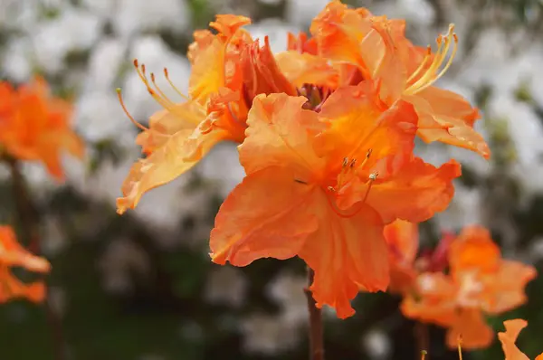 Помаранчеві Квіти Азалії Саду — стокове фото