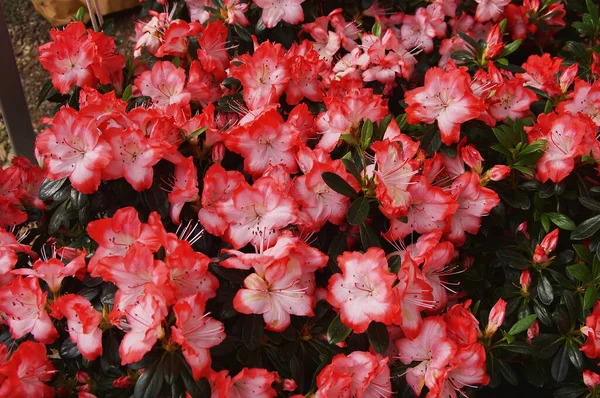 Розовые Азалии Красными Оттенками — стоковое фото