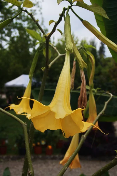 Цветок Трубы Ангела Brugmansia Suaveolens — стоковое фото
