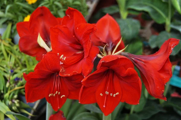 Flores Amaryllis Vermelhas Jardim — Fotografia de Stock