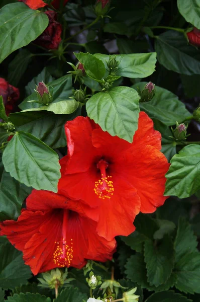 Растение Гибискуса Красными Цветами — стоковое фото