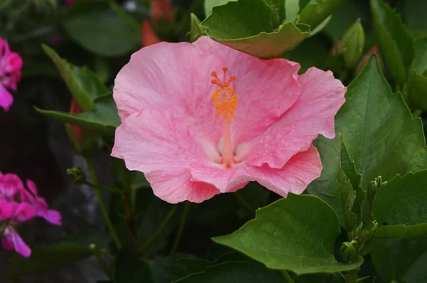 Растение Гибискуса Розовым Цветом — стоковое фото
