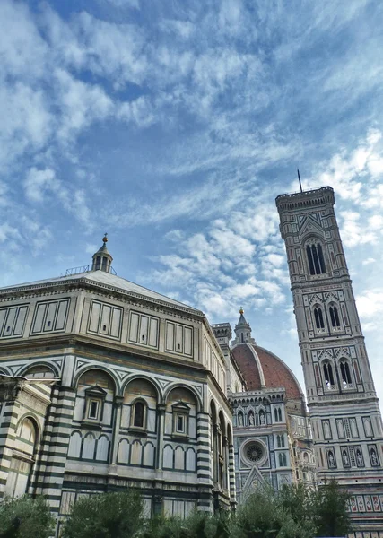 Olivo in Piazza Duomo, Firenze, Italia — Foto Stock