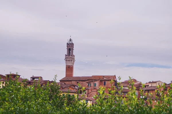 Landskapet i Siena, Italien — Stockfoto