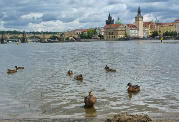 Река Влтава в Праге, Чехия — стоковое фото