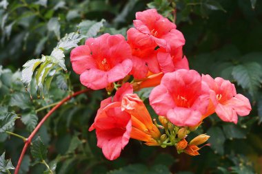 Tuscany, İtalya 'da bir bahçede bulunan Kamp Grandiflora çiçekleri.