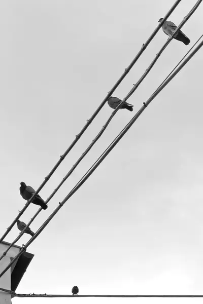 Cinco palomas colgando del alambre — Foto de Stock