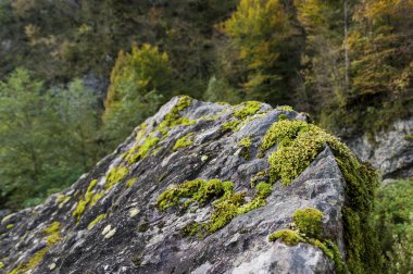 Bir kayanın üzerinde yosun