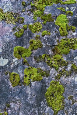 Bir kayanın üzerinde yosun