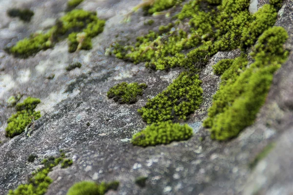 Moss on a rock — Stock Photo, Image