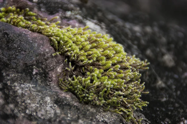 Muschio su una roccia — Foto Stock