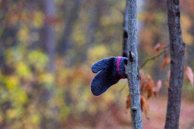 A child's mitten hangs on a tree branch having been discovered in a nature trail in the woods. clipart