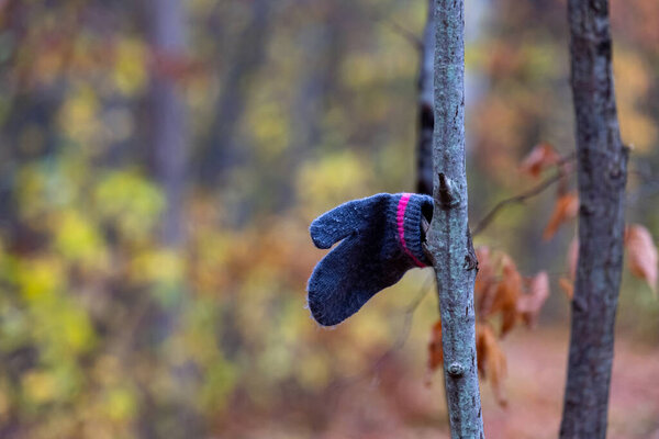 A child's mitten hangs on a tree branch having been discovered in a nature trail in the woods.