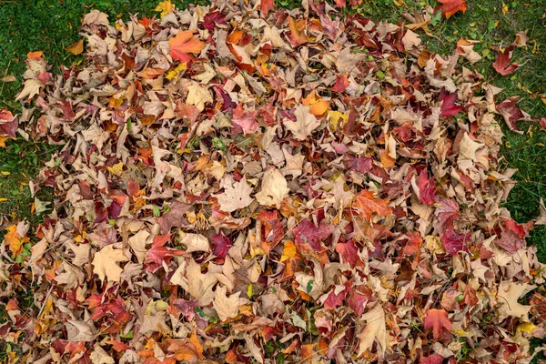 秋の紅葉 乾燥して庭の山にランクインし 上記から見られます — ストック写真