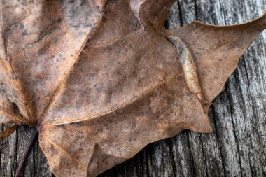 Bir kara sümüklüböceği kuru bir akçaağaç yaprağının üzerinde sürünüyor, tahta bir yüzey üzerinde duruyor. Yukarıdan bakıldığında, sümüklü böcek optik dokunaçlarıyla neredeyse tamamen genişlemiş..