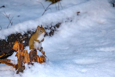 A small American red squirrel is perched upright on a small, broken stump of a fallen tree above fresh surrounding snow. clipart