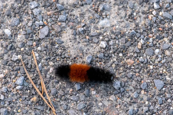 一只带毛的熊毛虫 伊莎贝拉虎蛾的幼虫 爬过砾石 毛毛虫以毛茸茸或毛茸茸的外表 橙色和黑色而闻名 — 图库照片