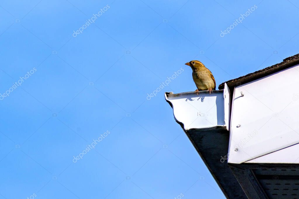 A house sparrow is perched on the eavestrough on the edge of a roof. The bird is looking out into an area of bue sky with space for copy.