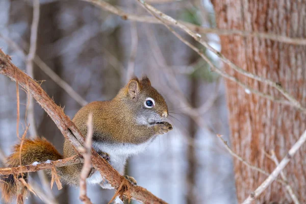 Esquilo Vermelho Norte Americano Senta Ramo Inverno Segurando Uma Semente — Fotografia de Stock