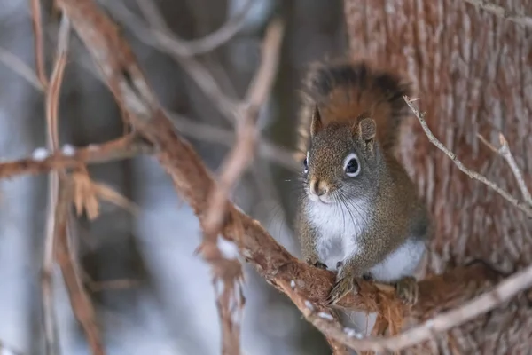 Alert North American Red Squirrel Clings Thin Branch Tree Winter — Stock Photo, Image