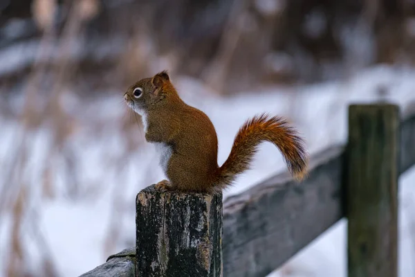 North American Red Squirrel Sitting Upright Fencepost Winter Scene Furry — Stock Photo, Image