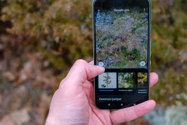 Ottawa, Ontario, Kanada - 30 Mart 2021: Google Pixel akıllı telefonu, Google Lens 'te fotoğraflanmış bir bitkiyi sıradan bir ardıç olarak tanımlayan arama sonuçlarını göstermektedir.