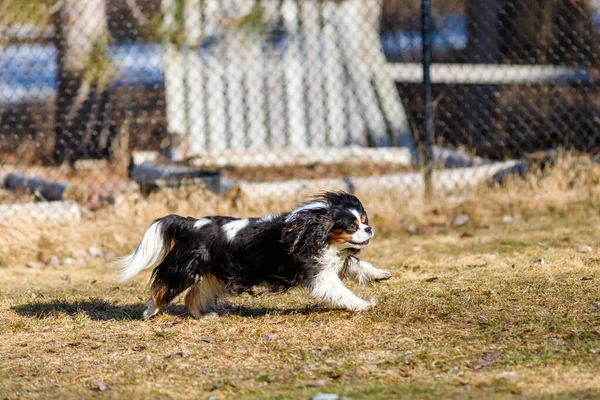 Cavaleiro Rei Charles Spaniel Com Casaco Tricolor Está Correndo Quintal — Fotografia de Stock