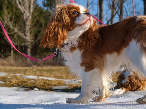 A Cavalier King Charles Spaniel stands outside on a patch of snow in the sunlight. The young dog is on a pink leash and has Blenheim colouring.