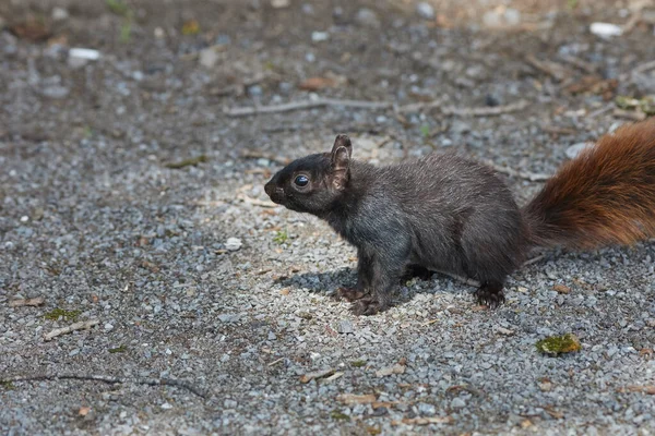 Ein Schwarzes Eichhörnchen Mit Rotem Schwanz Steht Auf Kies Bei — Stockfoto